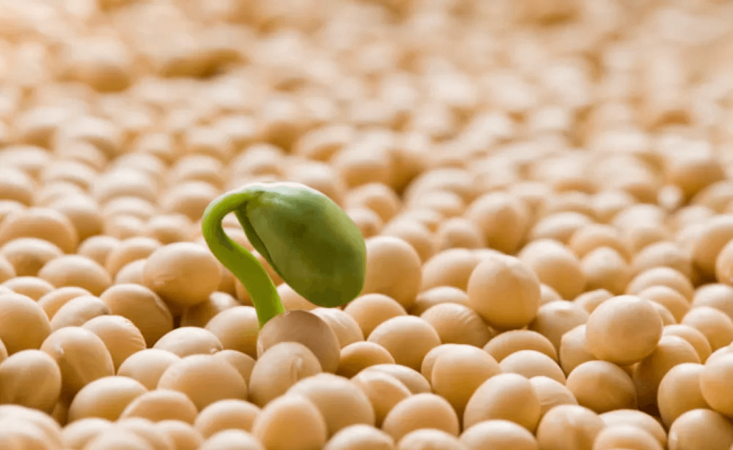 5 REASONS WHY YOU SHOULD AVOID SOY (IN YOUR PROTEIN POWDER)